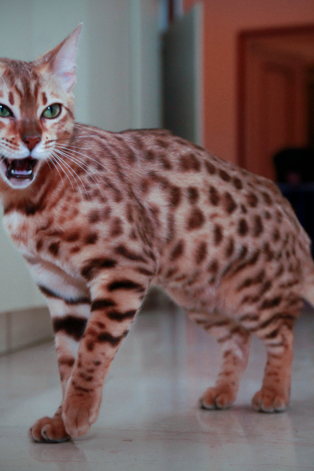 Бенгальский кот говорит мяу