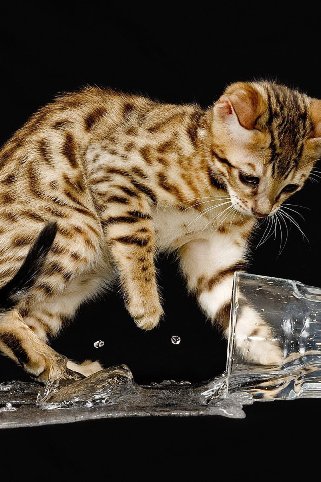 Бенгальский кот разлил воду