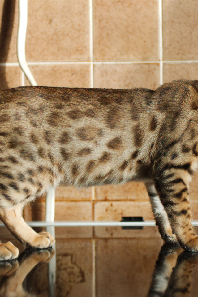 Бенгальский кот задумался