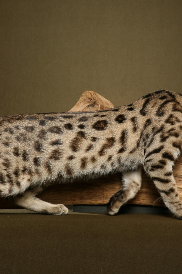 Бенгальский кот к чему-то крадётся