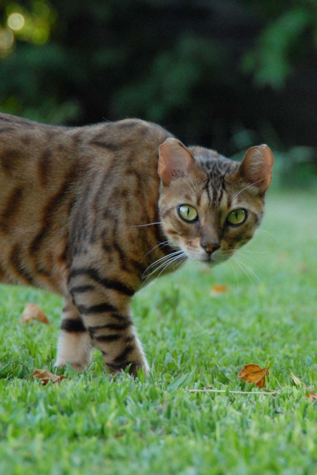 Бенгальский кот с диким взглядом
