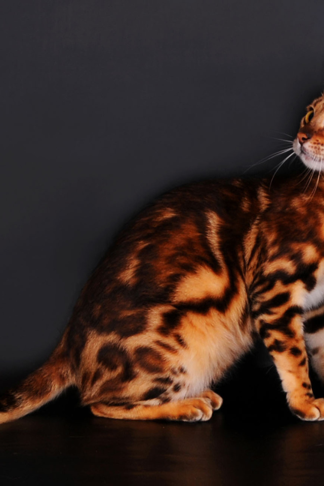 Бенгальские коты на сером фоне