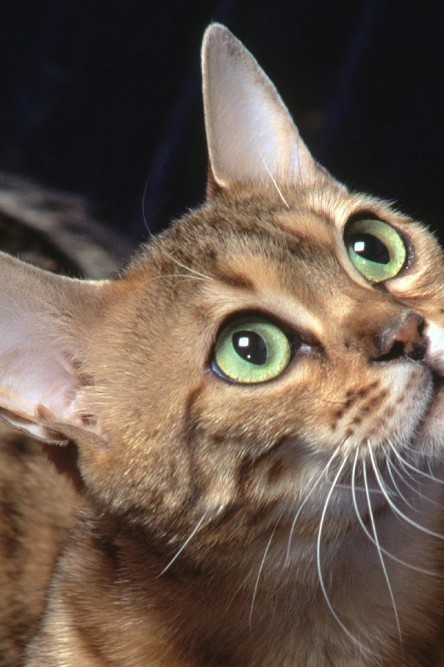 Бенгальский зеленоглазый кот что-то увидел