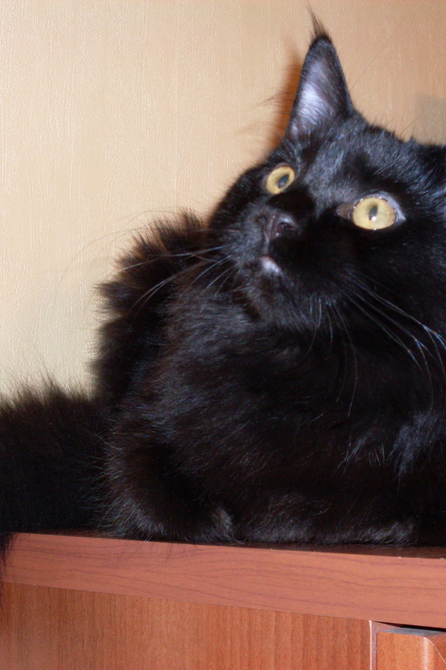 Чёрный кот мейн-кун кого-то увидел