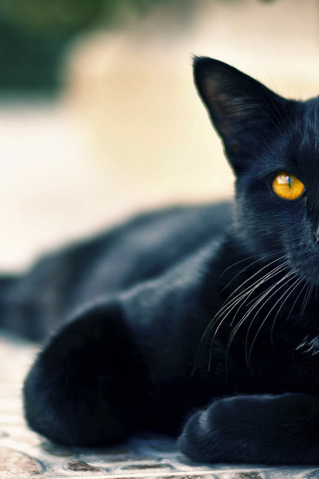 Черный кот пантера