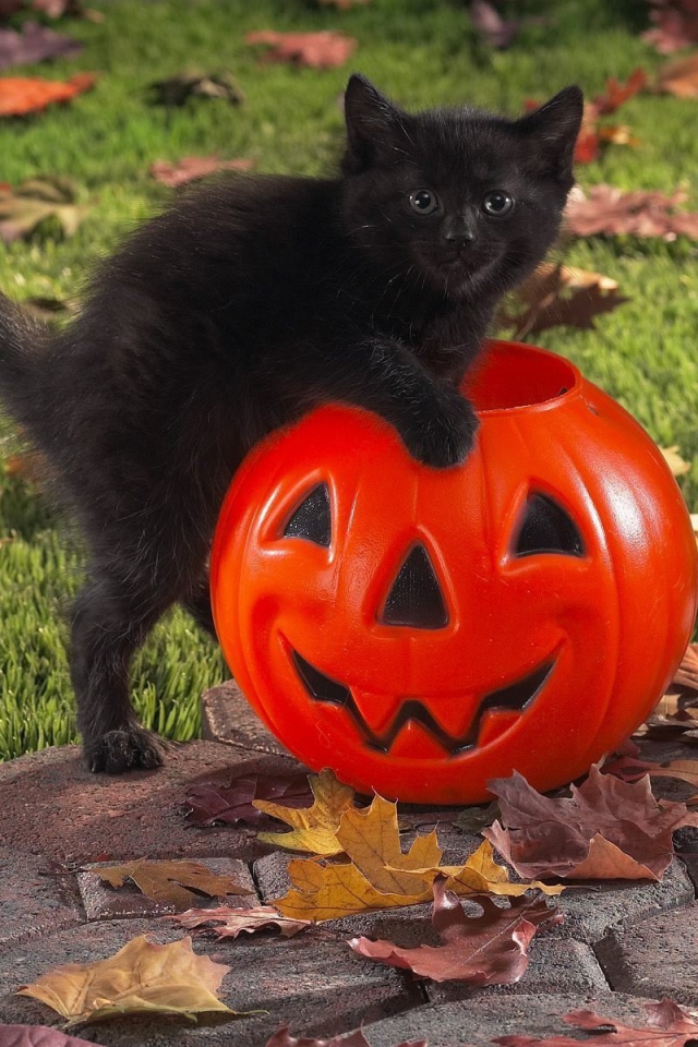 Чёрный кот празднует хэллоуин
