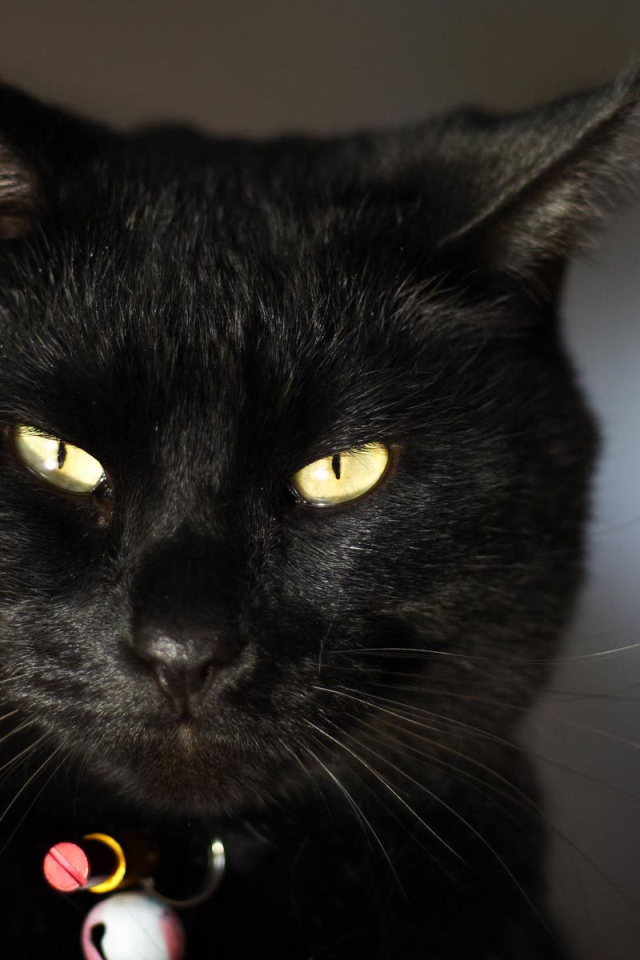 Чёрный кот чем-то недоволен