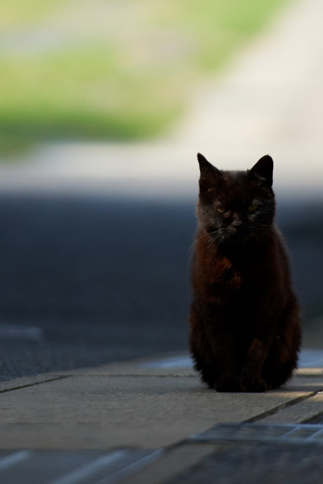 Чёрный кот гипнотизирует фотографа