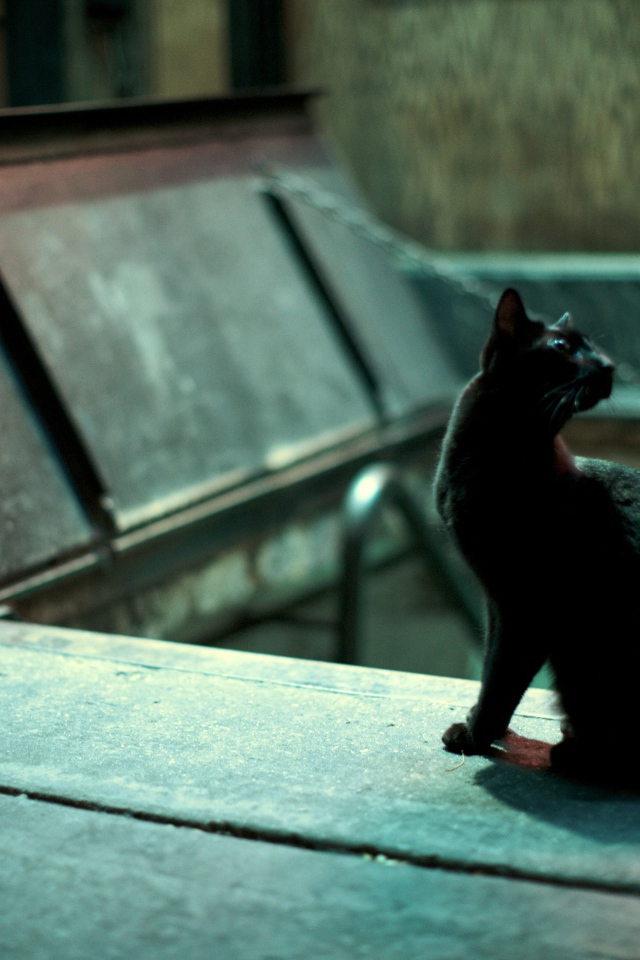 Чёрный кот кого-то увидел