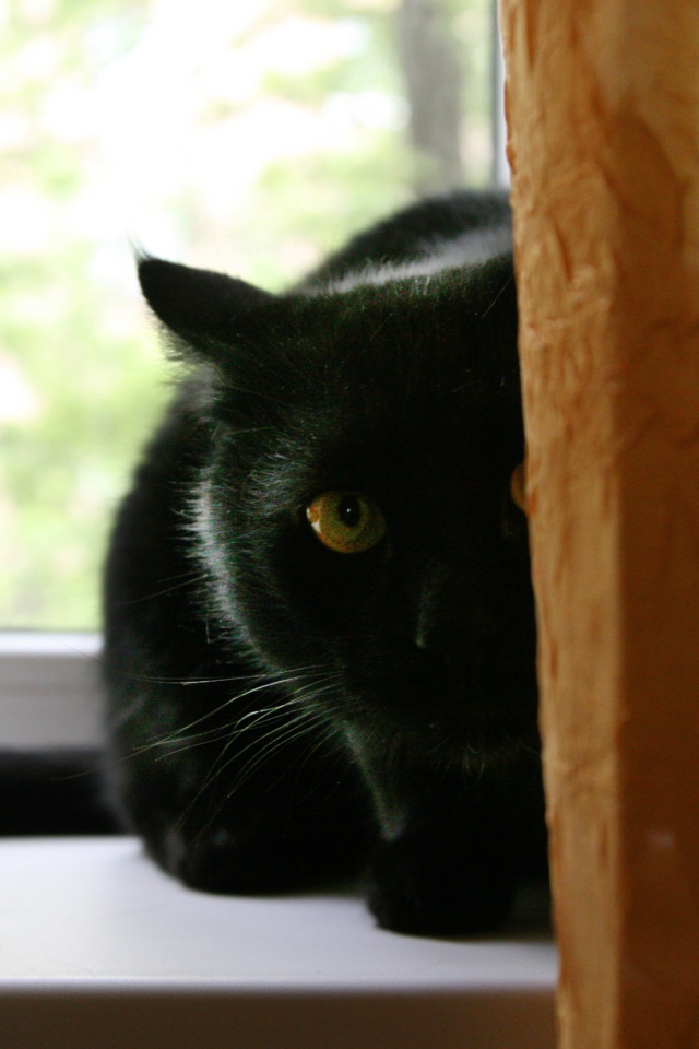 Чёрный кот думает, что его не видно