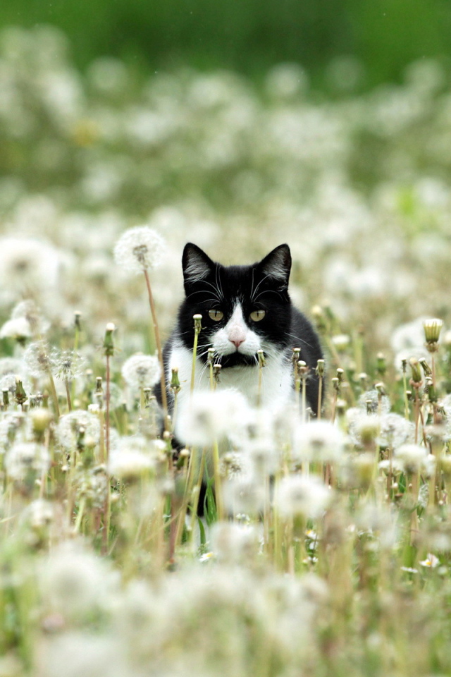 Чёрно-белый кот в одуванчиках