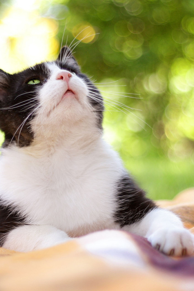 Чёрно-белый кот на природе