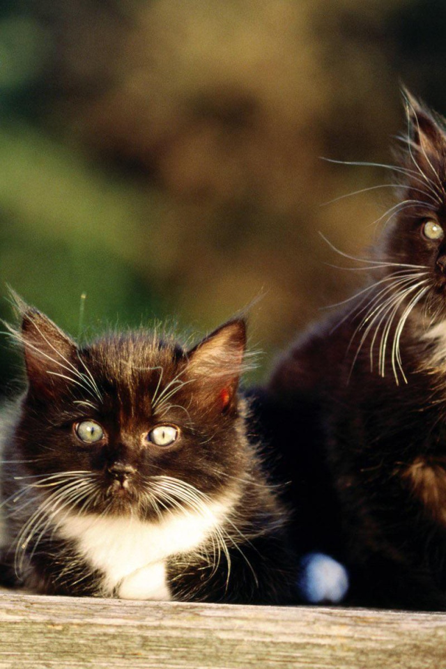 Чёрно-белые пушистые братья коты