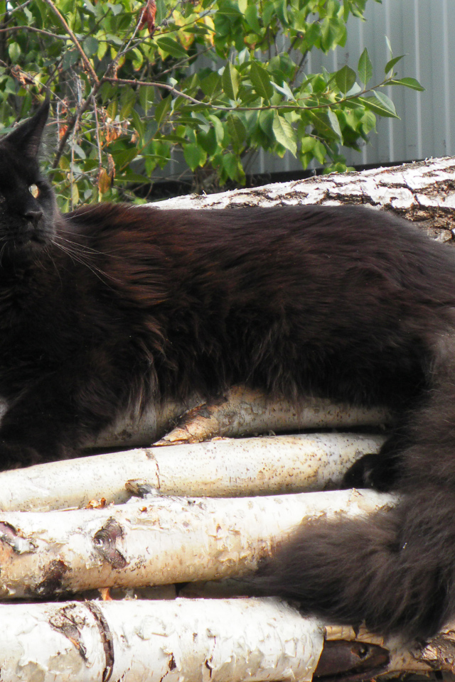 Чёрный красивый кот мейн-кун отдыхает