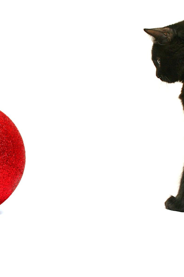Чёрный кот и красный шар