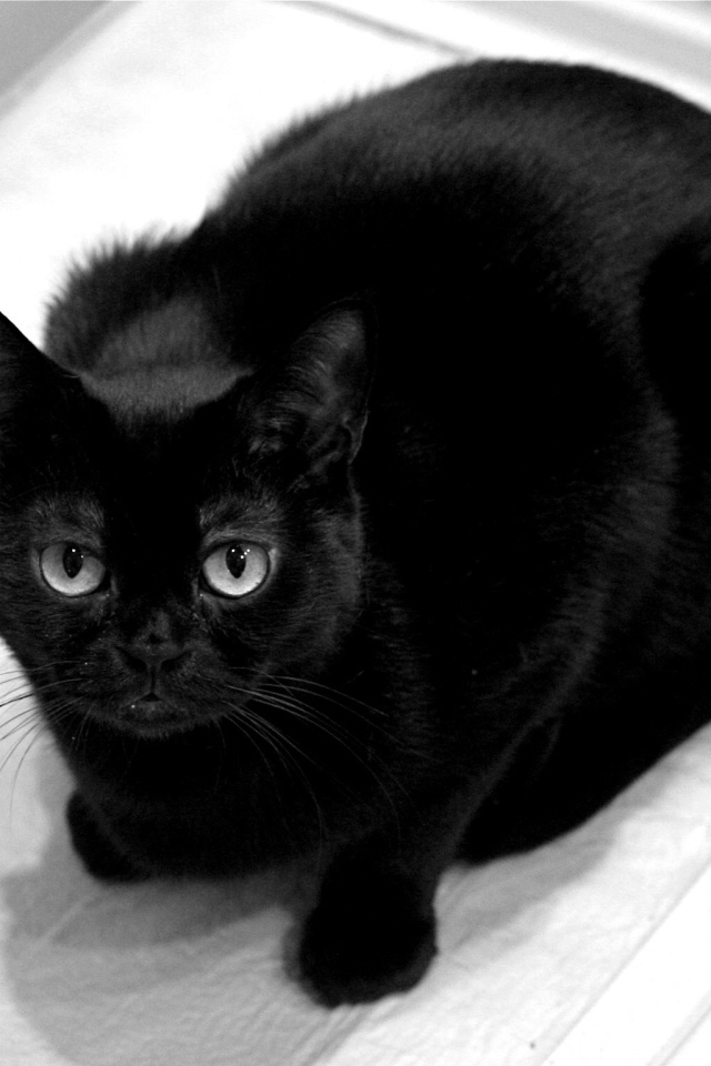 Чёрный кот смотрит на фотографа