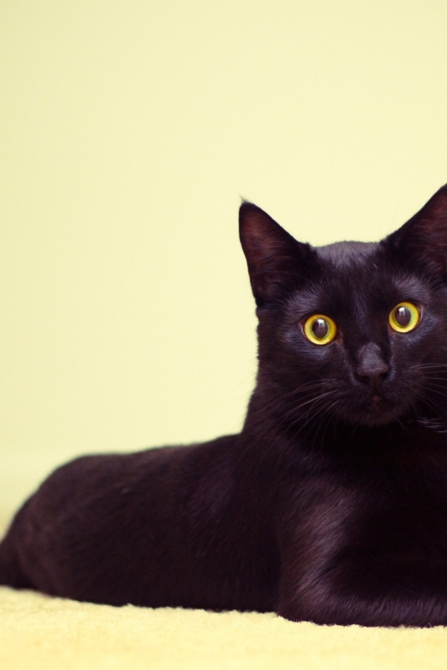 Чёрный кот лежит на коврике