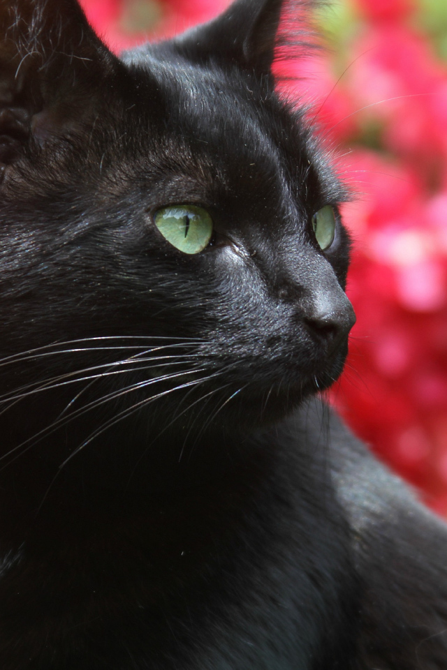 Чёрный кот на фоне розовых цветов