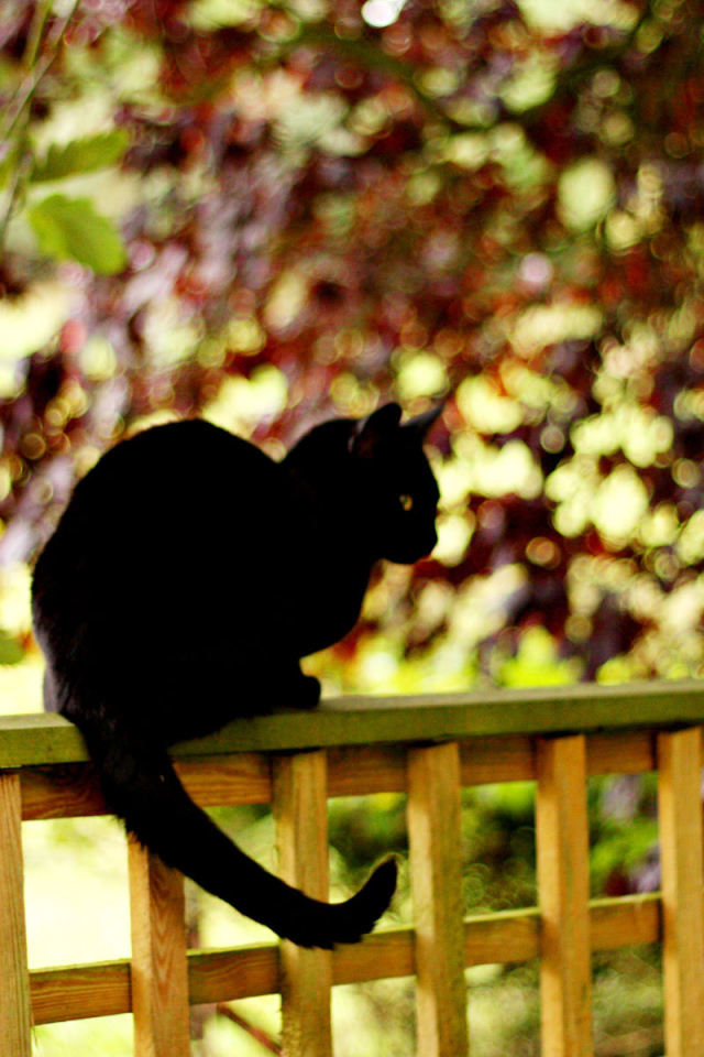 Чёрный кот на заборе