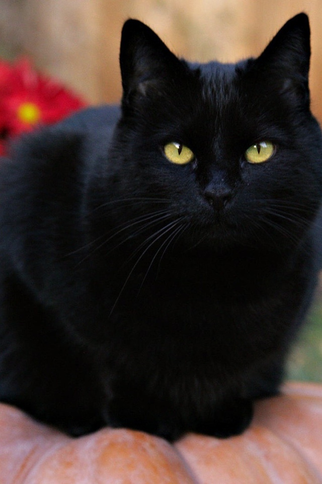 Чёрный кот на тыкве