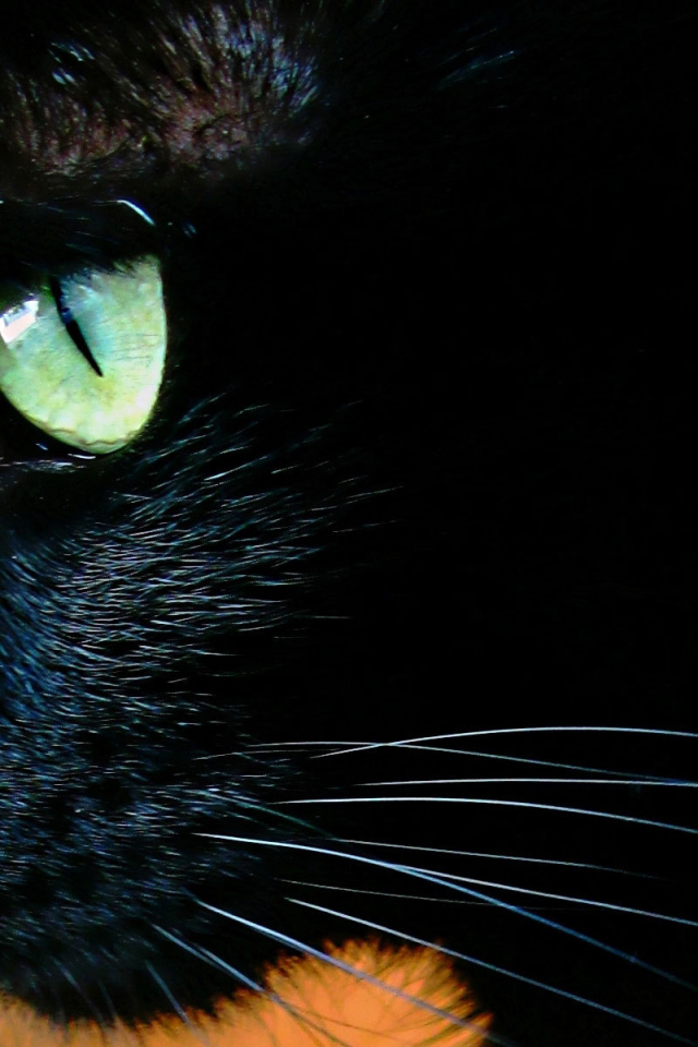 Чёрный кот с зелёными глазами крупным планом