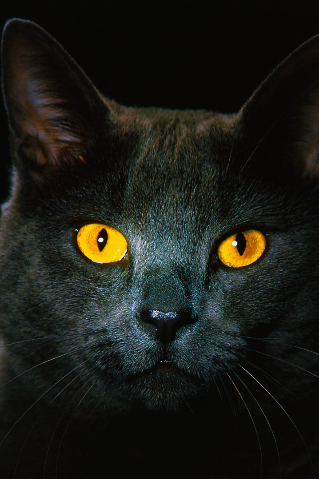 Black cat with red eyes