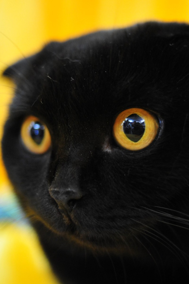 Чёрный вислоухий кот