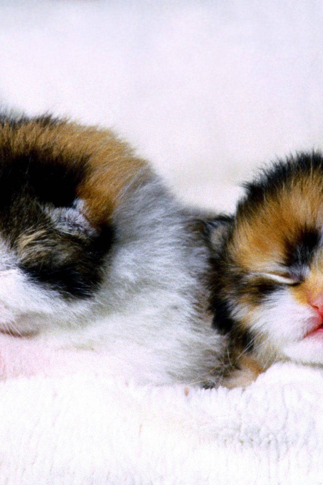 Слепые котята