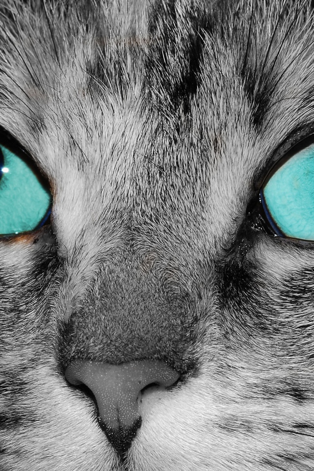 Голубоглазый кот