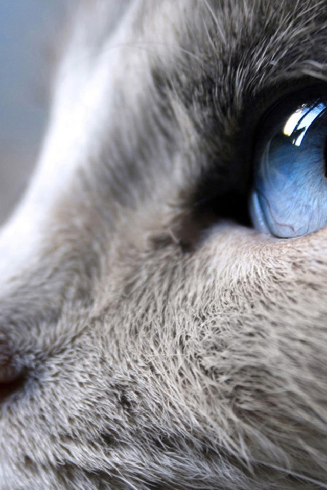 Синий кошачий глаз