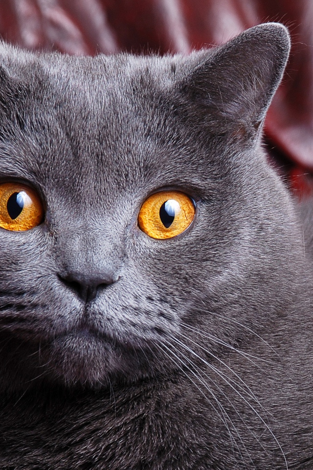 Короткошёрстный британский кот