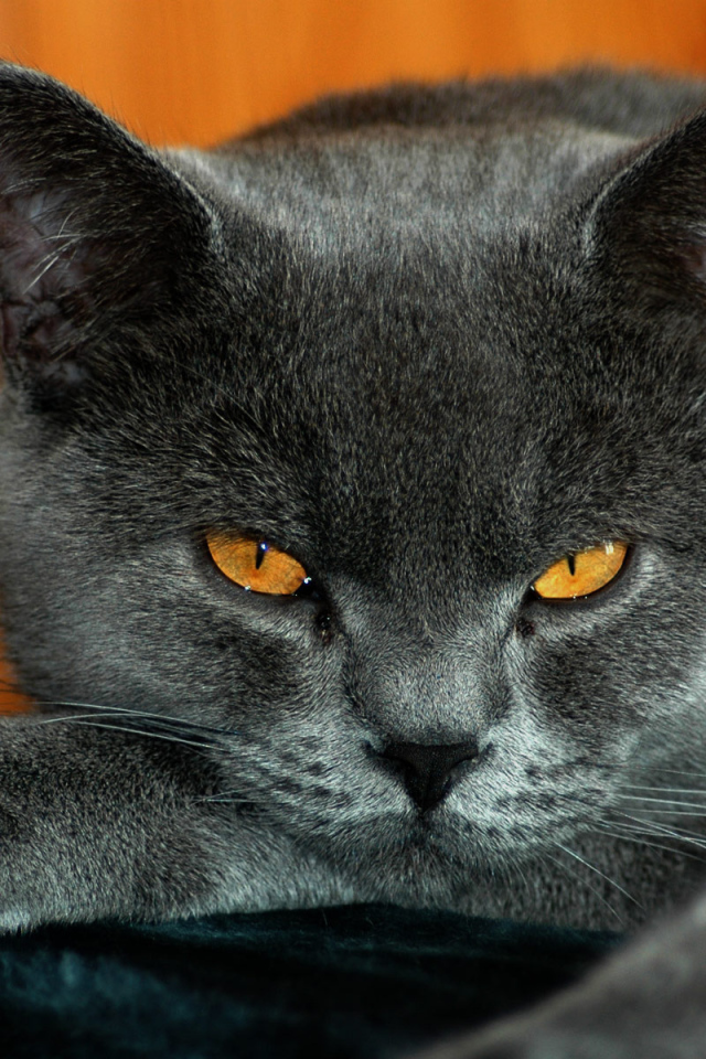 Спокойный британскй кот