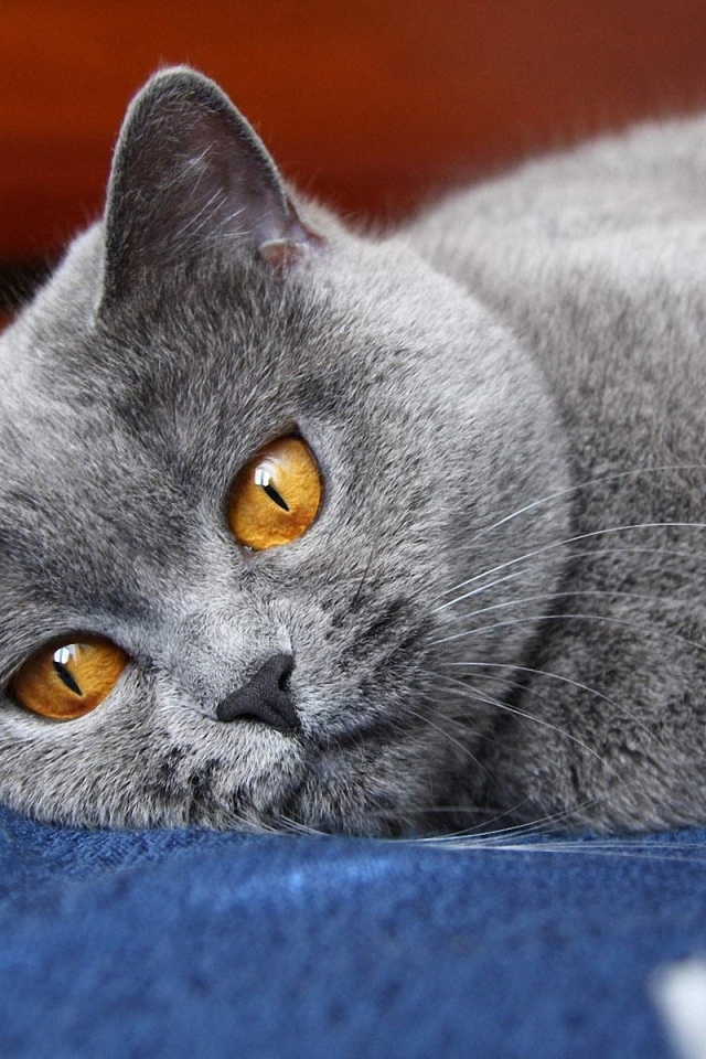 Британский кот скучает