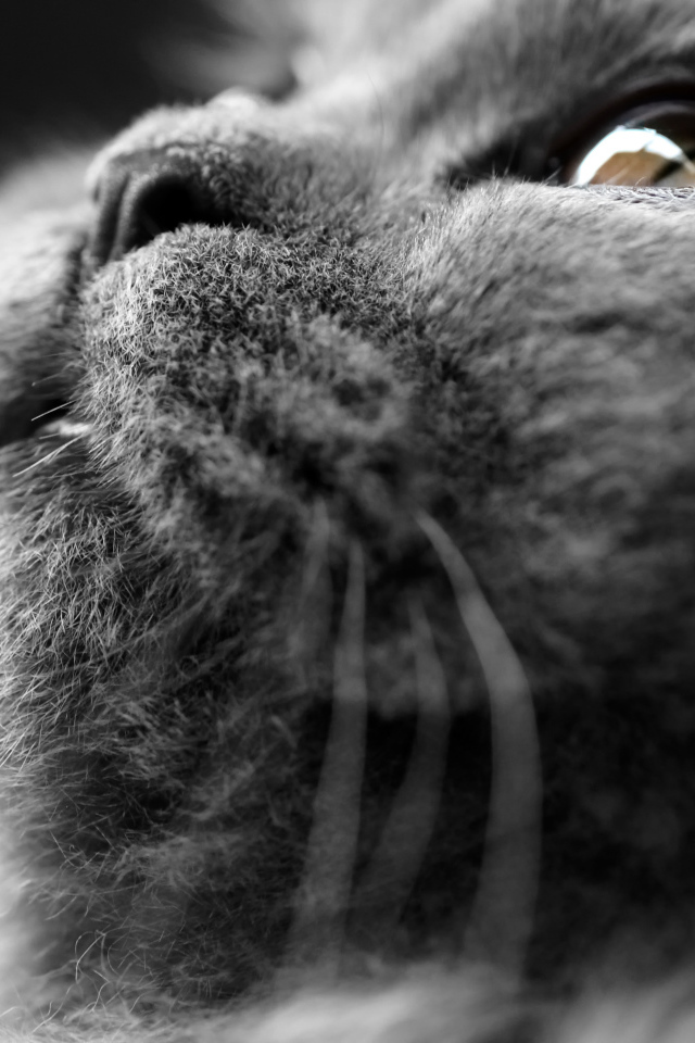 Британский кот крупным планом