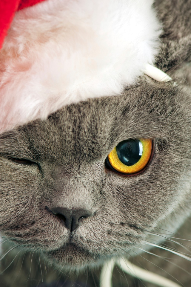 British cat in a Christmas hat winking