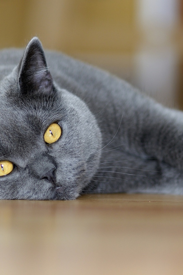 Британский кот лежит на полу