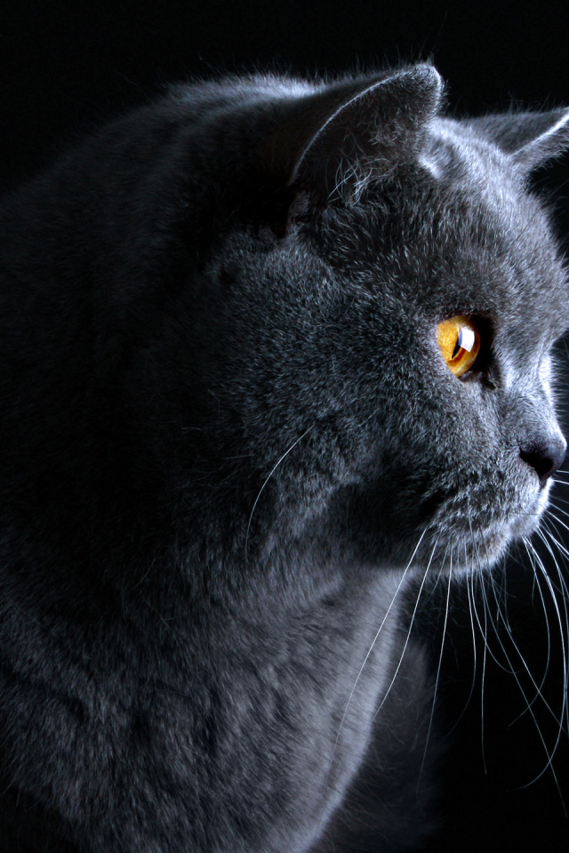 Британский кот на тёмном фоне