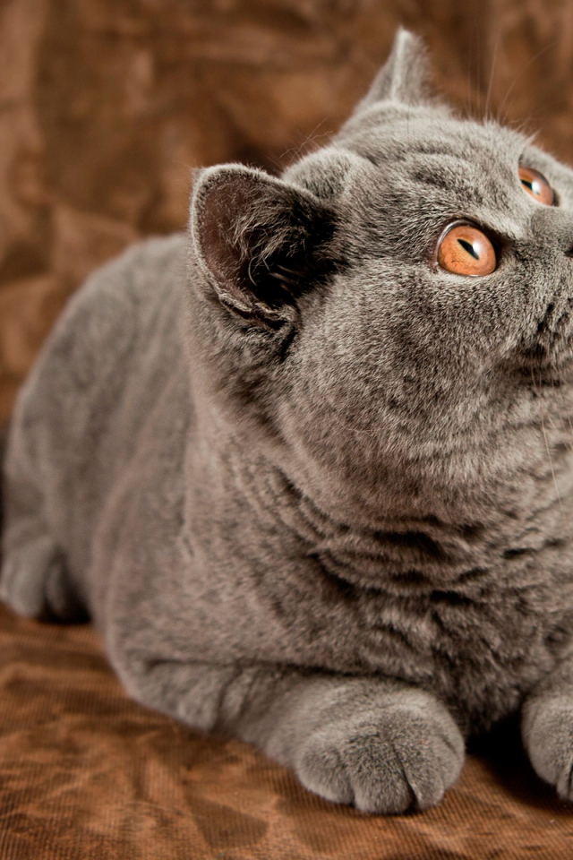 Британский кот засмотрелся