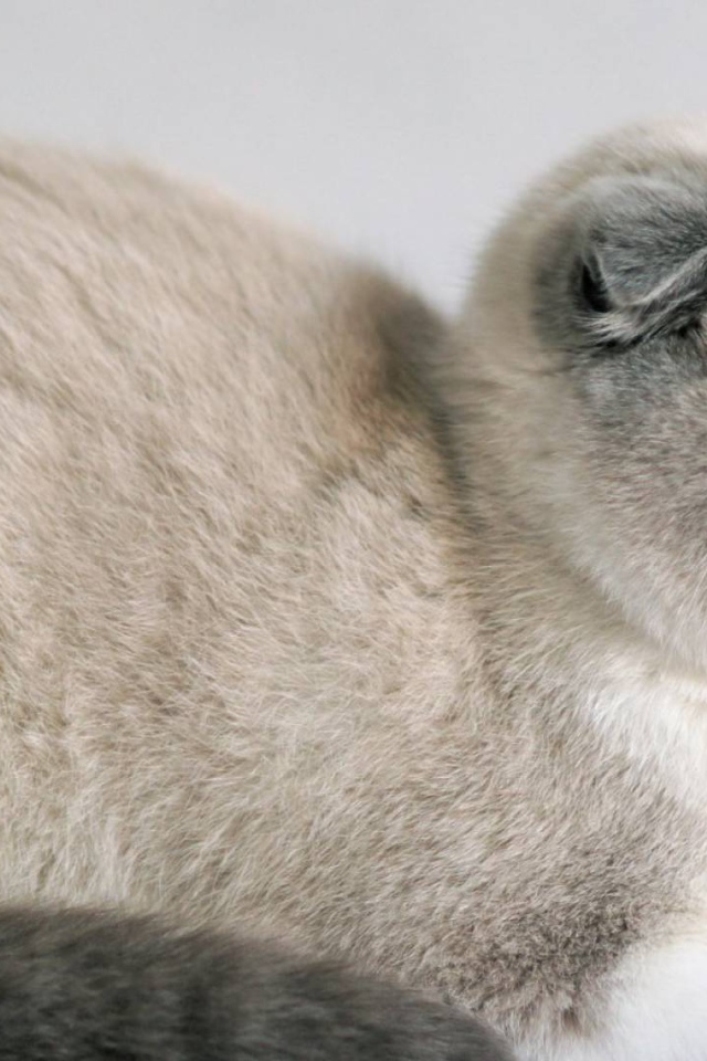 Спокойный шотландский вислоухий кот