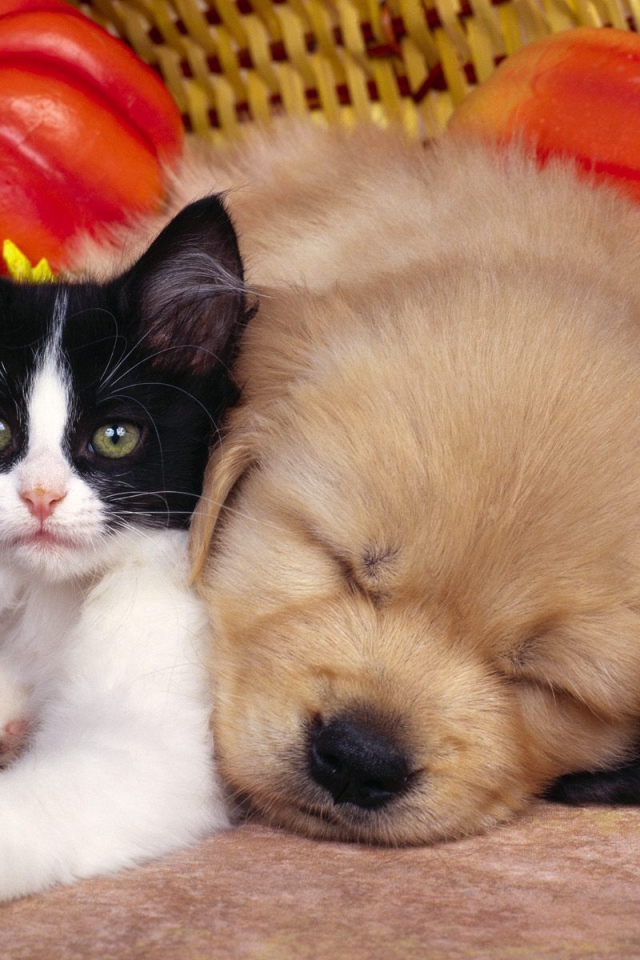 Кот, пёс и овощи