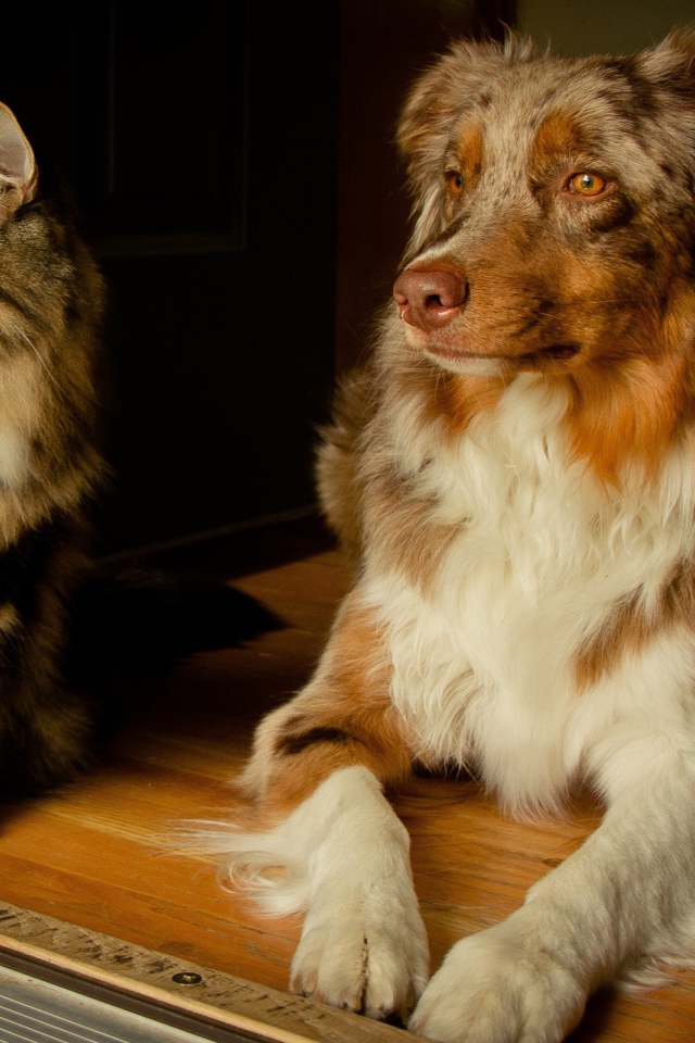 Кошка и собака друзья