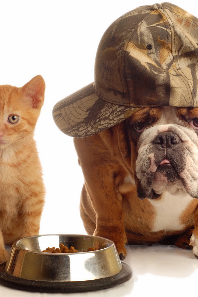 Кот и пёс делят еду