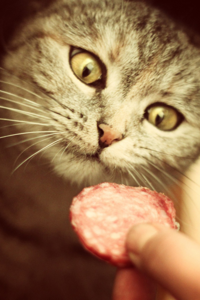 Кот и вкусная колбаса