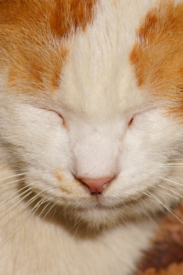 Рыжий кот жмурится