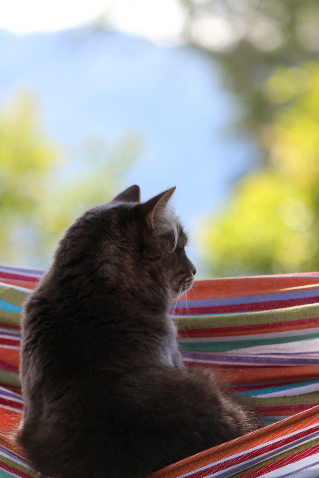 Кот мечтает в гамаке