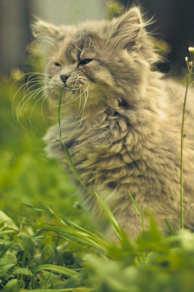 Кошка ест цветы