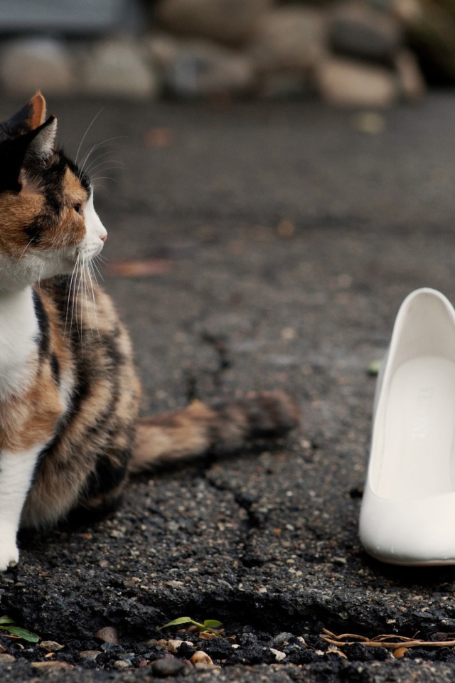 Кот охраняет туфли