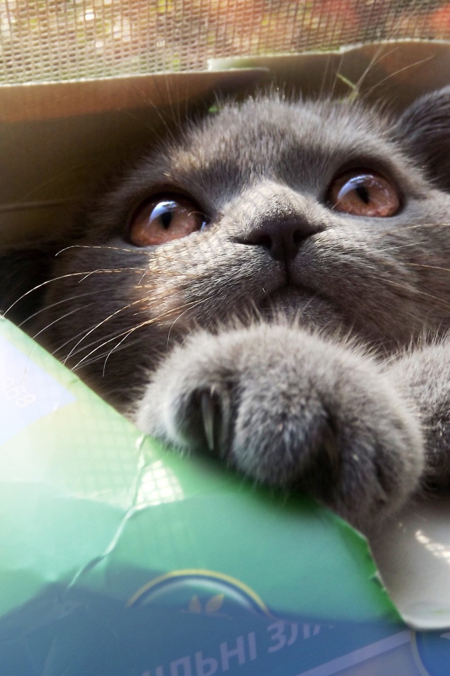 Кошка в коробке