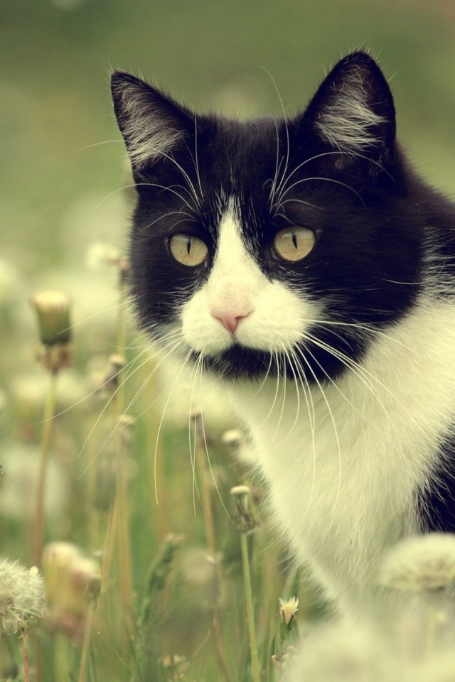 Кот в одуванчиках