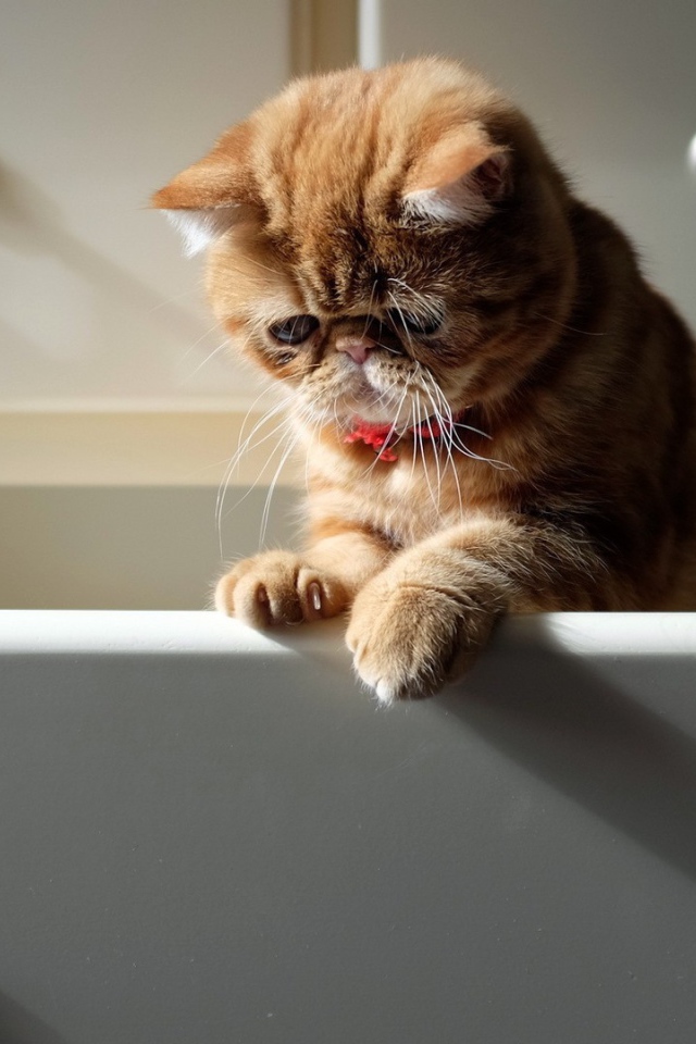 Кот в ящике комода